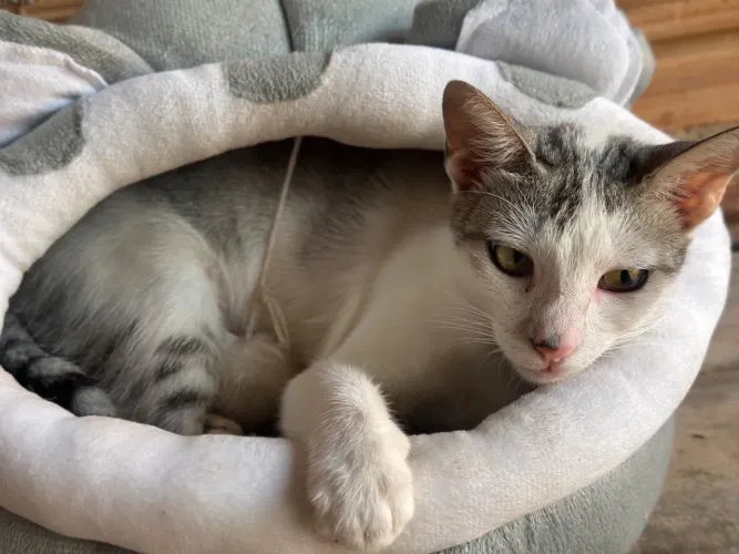 Gata castrada