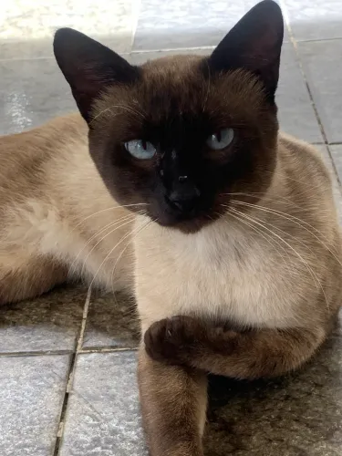 Gato siamês castrado