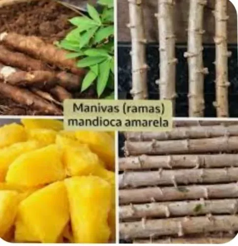 Vendo caixas de ramas de mandioca amarela (de mesa)