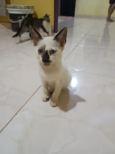 Doação de gatos