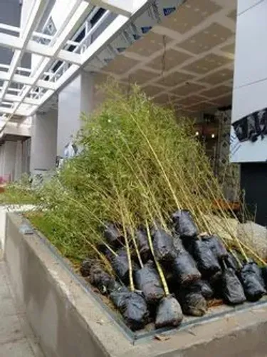 Bambuzinho(bambu aurea)minimo 10 unidades