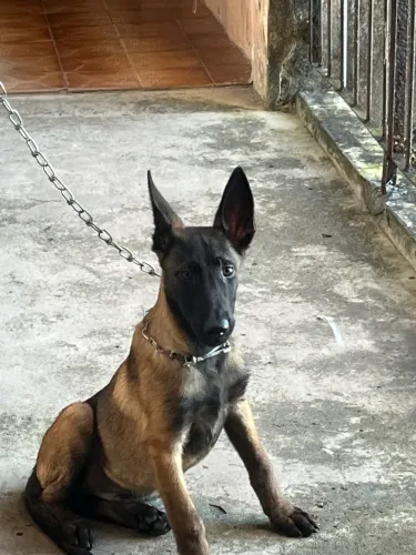 Pastor belga malinois
