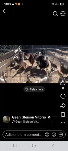 Animais de estimação 