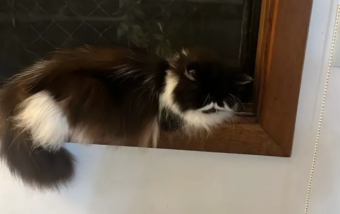 Gato persa adulto