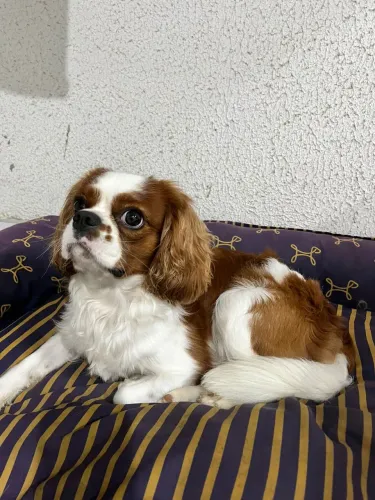 Cachorro , raça : Cavalier King Charles Spaniel