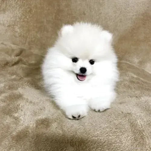 Neném carinhoso e atento Spitz Alemão/ Lulu da Pomerânia/ anão/ anãozinho