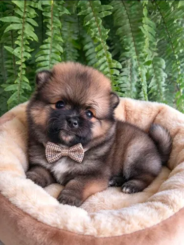 Lulu da pomerania machinhos e fêmea reserva para esse dia 12/10