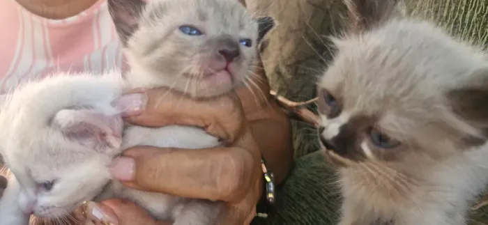 Gatinhos seanes