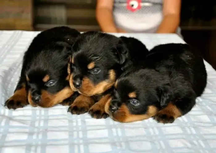 Rottweiler otima linhagem 