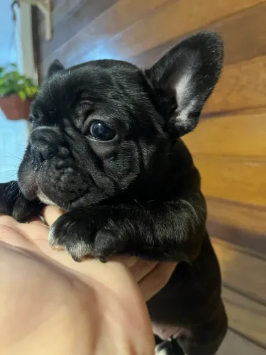 Buldogue francês filhote 