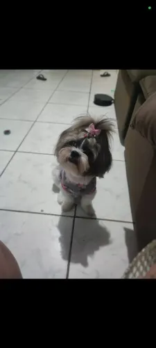 Filhotes de shih Tzu