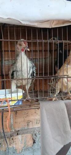 Pintinhos carnizé caipira
