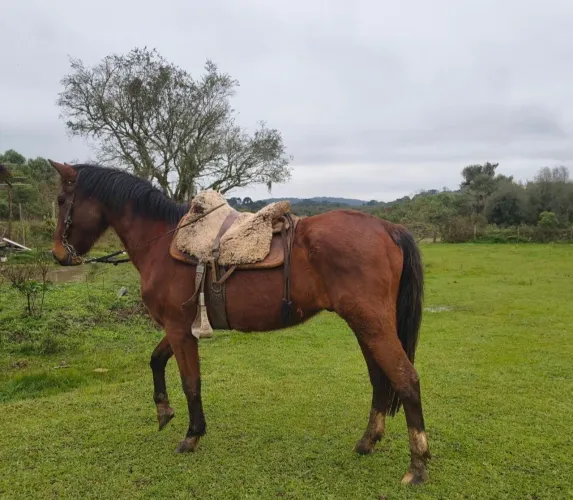 Cavalo