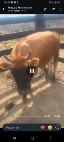 Vaca jersey