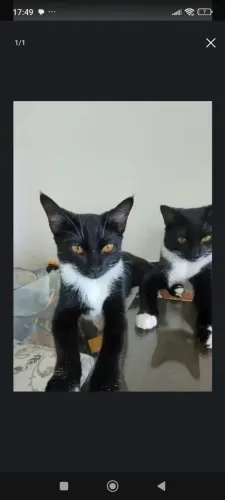 Gatinhos castrados para adoção responsável 