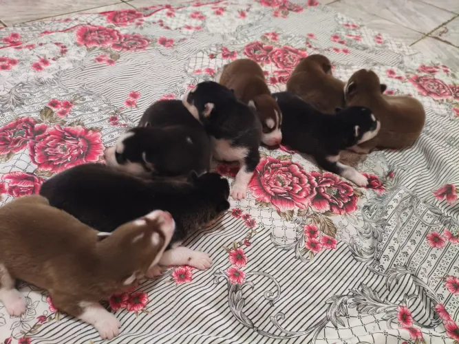 Filhotes de husky siberiano disponíveis.