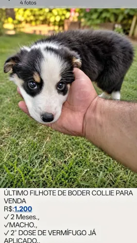 BODER COLLIE 