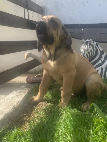 Fila brasileiro 