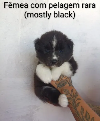 Filhotes de Husky Siberiano com Akita Inu - Pelagens Raras e Olhos Azuis