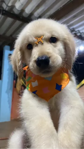 Golden Retriever