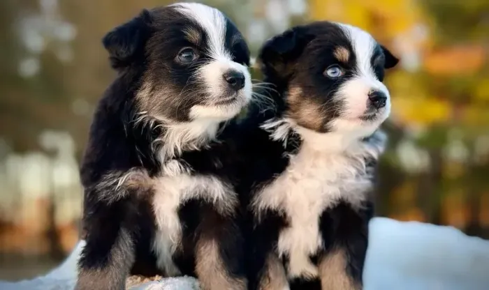 Filhotes de Border Collie | Um amigo para a vida.