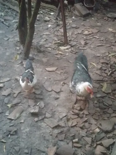 Casal de pato