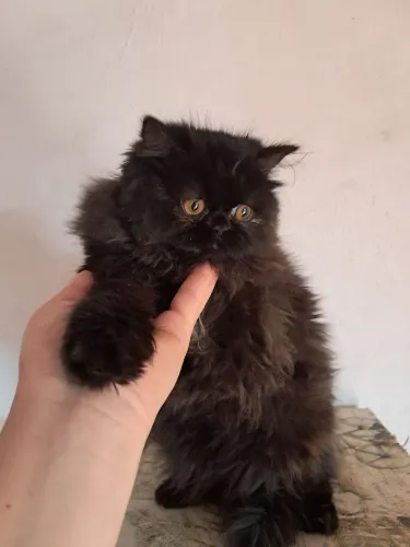 Gato persa fêmea 5 mês meio