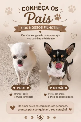 Chihuahua Macho