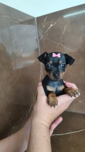 Pinscher fêmea 0