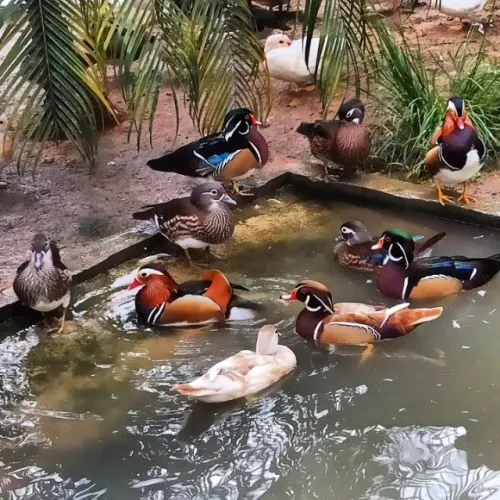 Casal de pato carolina 