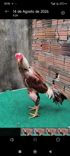 Galo carioca