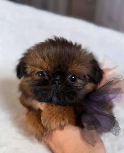 Filhotes de Shih Tzu | A companhia perfeita para sua casa.