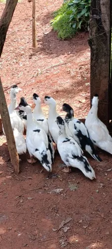 Patas