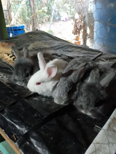 Coelhinhos fofos