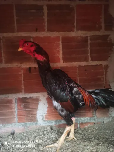 Galos de raça cada um a 200