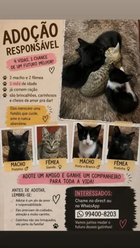 Adoção 
