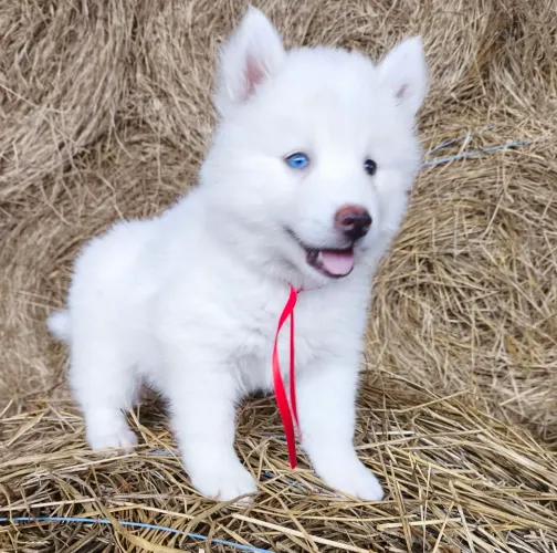 Husky Siberiano Filhotes