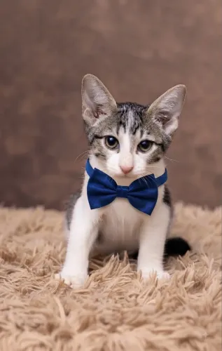 Gatinhos filhotes adoção responsável
