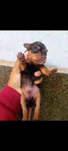 Pinscher