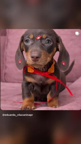Salsichinha Macho ( Dachshund ) 