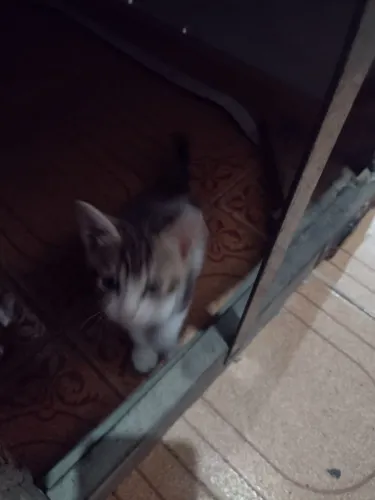 Doação de gatinhos macho e fêmea ZAP *