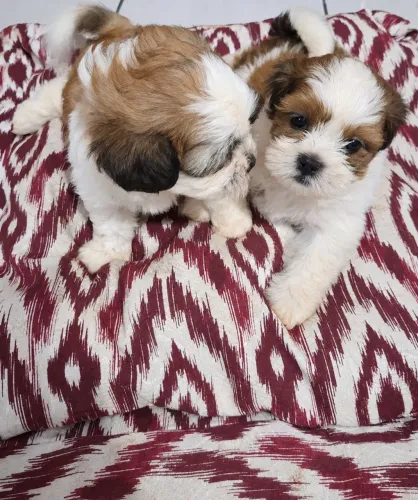 Shih Tzu - A companhia Perfeita Para Sua Família<br>