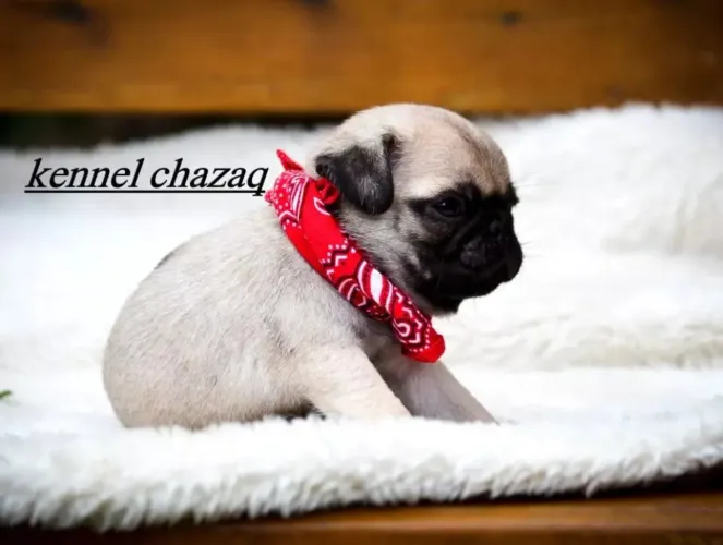 Pug mini princesa e princeso já a pronta entrega em SP