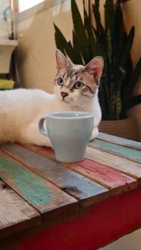 Gato doação