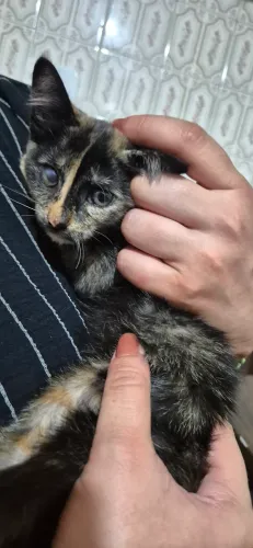 Filhote de gato escaminha