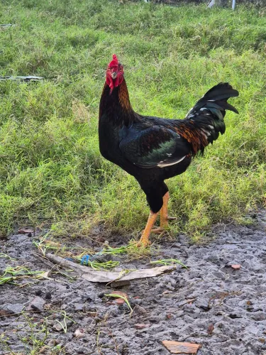 Vendo um galo e duas galinhas