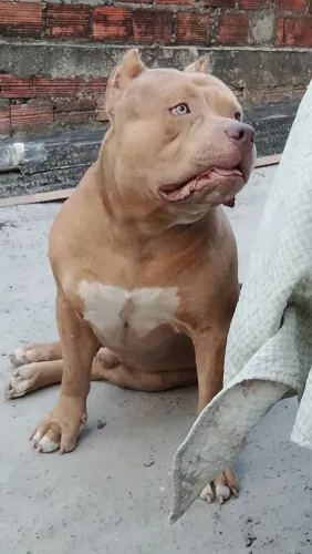 Monster merle" cruza "