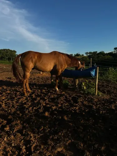 Cavalo quarto de milha