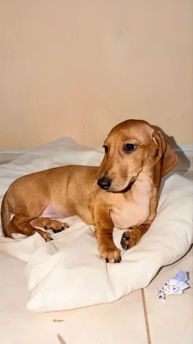 Vendo filhotinha de Dachshund (salsicha)