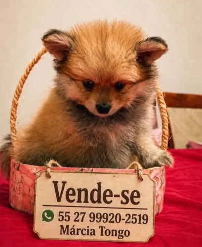 Animal de estimação 